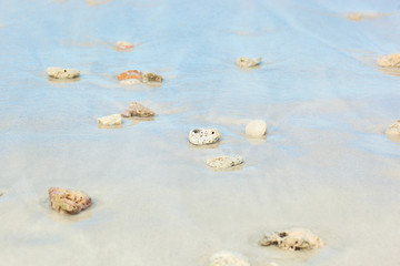 Fototapeta na wymiar Seashells ion the beach. Varadero, Cuba