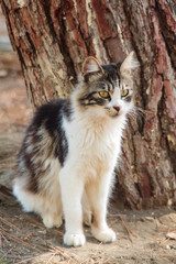 Attentive cat near the tree