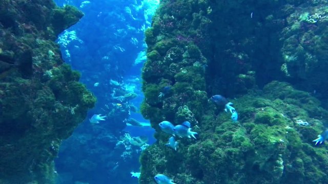Fische im Riff