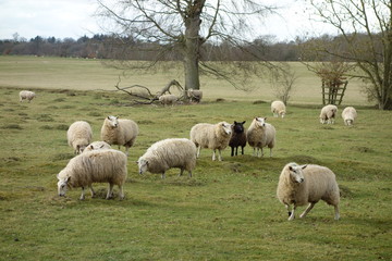 Sheep - Odd One Out