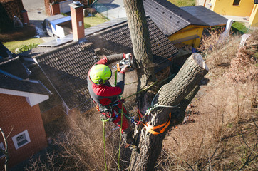 Arborist man cutting a branches with chainsaw and throw on a ground. The worker with helmet working at height on the trees. Lumberjack working with chainsaw during a nice sunny day. Tree and nature  - Powered by Adobe