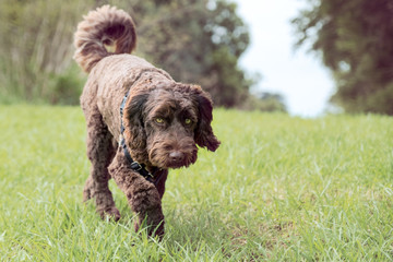 labradoodle