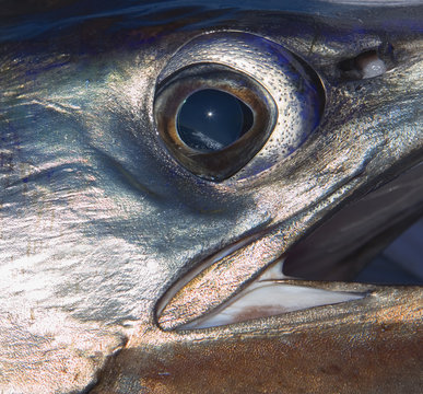 Pacific Sailfish Closeup