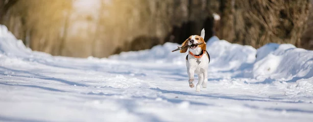 Photo sur Aluminium Chien Beagle dog runs and plays in the winter forest on a Sunny frosty day