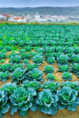 Fototapeta premium Growing plants of Savoy Cabbage іn a rows red soil on a farmland. Concept farming, food production. Springtime landscape in western part Portugal, Casal Novo, Lourinha.