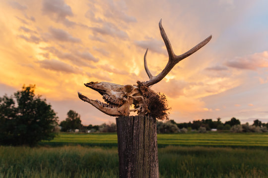 Decomposing deer skull in front of an orange sunset sky.