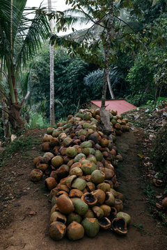Pile of used coconut shells empty and rotting on jungle floor