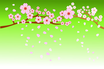 Obraz na płótnie Canvas Full bloom cherry blossoms and blowing/flying petals on gradient light green background. Beautiful pink Sakura flowers on brown branches with bottom copy-space for add text. Vector illustration, EPS10