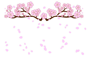 Full bloom cherry blossoms and blowing/flying petals isolated on white background. Beautiful pink Sakura flowers on brown branches with bottom copy-space for add text. Vector illustration; flat design