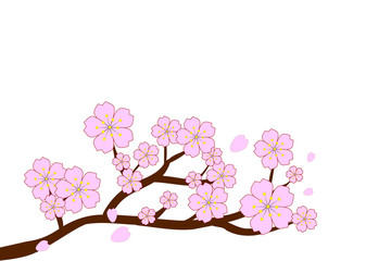 Full bloom cherry blossoms and blowing/flying petals isolated on white background. Beautiful pink Sakura flowers on brown branches with top copy-space for add text. Vector illustration, EPS10.