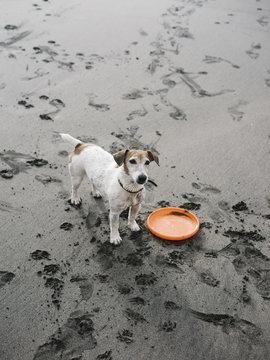 Jack Russell Terrier with frisbee