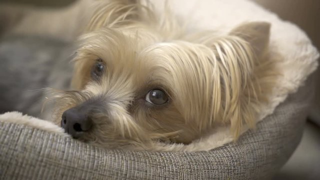 Small cute dog sleeping in bed - close up.