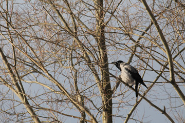 Lek behaviour of hooded crow (Corvus cornix). Spring singing of male sitting in characteristic pose on tree