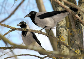 Pair of Hooded crows (Corvus cornix) on branches in spring