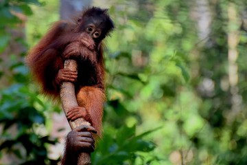 Orangutan - Borneo - Indonesia