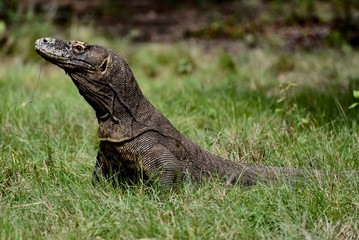 Komodo dragon, Indonesia