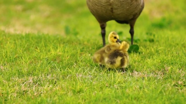 Baby Geese Peck Young Animal Waterfowl Birds Fighting Playing