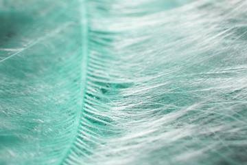 Abstract light blue background with feather macro
