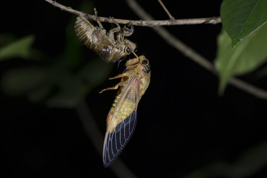 cicada coming out from shed