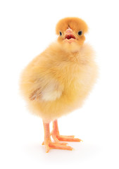 Fototapeta premium Small yellow chicken