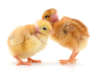 Fototapeta premium Two cute chicks isolated on white