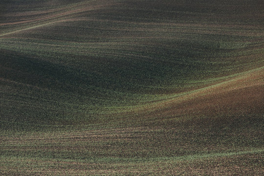 Rolling hills of freshly planted summer wheat, dawn