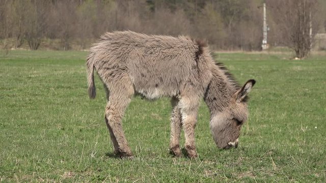 Cute little furry donkey grazing on green meadow