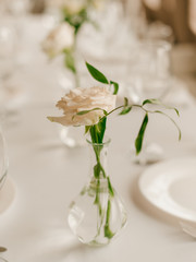 a tender white rose in a vase