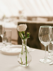 a tender white rose in a vase