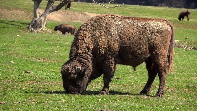Wild aurochs feeding with green grasss in the forest