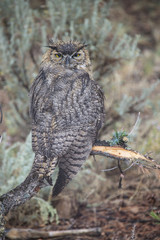 Great Horned Owl