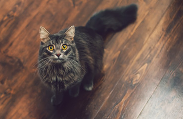 Surprised gray black, fluffy, kawaii, cute, tabby Siberian cat with big yellow eyes and long mustache on the craft wooden floor. Free space background. Close up portrait
