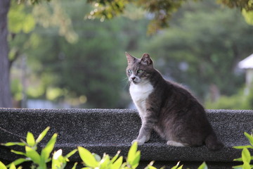 たたずむ灰白の猫
