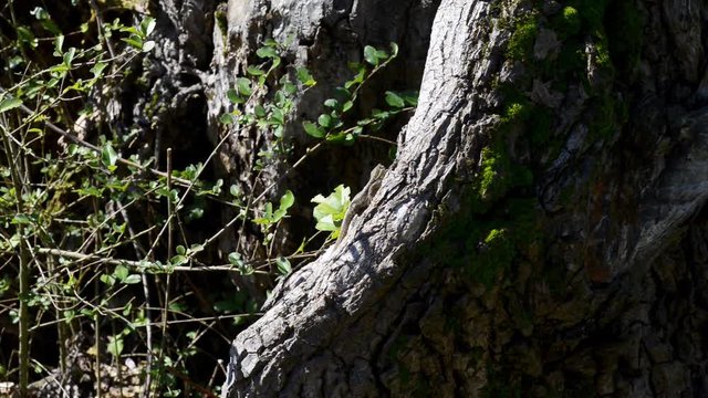 lucertole al primo sole di primavera escono dalla tana