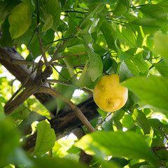 Lemon plant in an orchard of southern Italy.