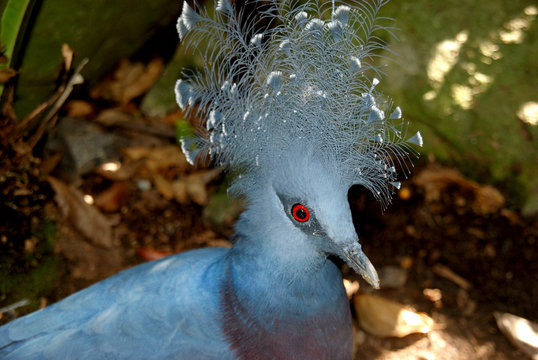 Blue Bird with Red Eyes called Victoria Crowned Pigeon