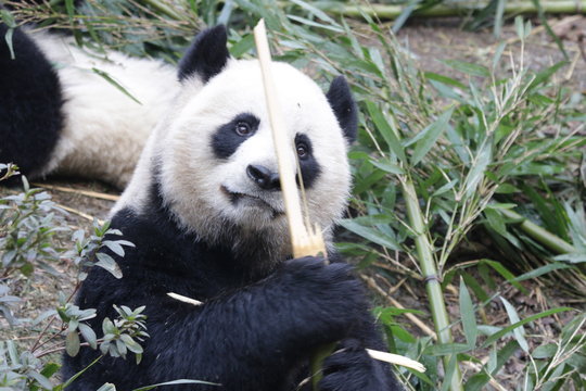 Funny Action of Giant Panda when Eating Bamboo, Chengdu, China © foreverhappy