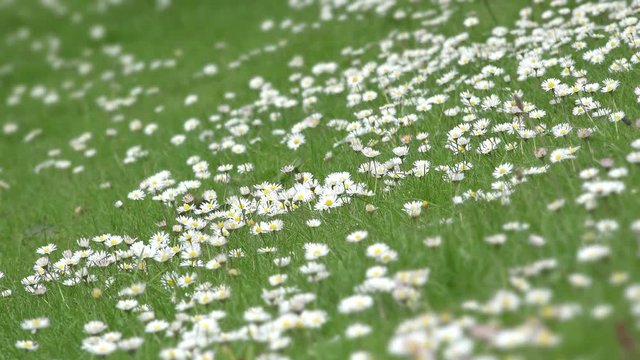 Close-up of daisy flowers in green grass