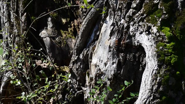 lucertole al primo sole di primavera escono dalla tana