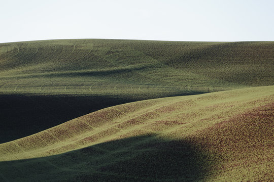 Rolling Hills Of Freshly Planted Summer Wheat At Dawn