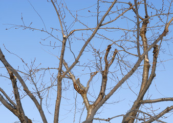 冬　桜の木　空　素材