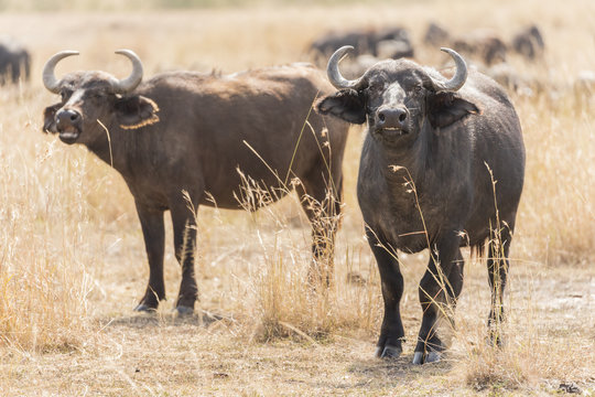 Herd of buffalo in Maasai Mara