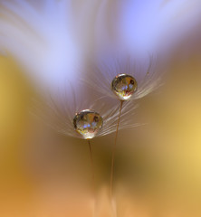 Gentle romantic artistic image. Soft pastel background blur .Reflection of the flower in the dew drop.Shallow depth of field.Modern art.Close up.Floral fantasy design.