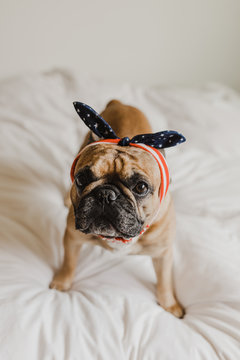 French Bulldog Dressed Up in Flag Apparel for Fourth of July