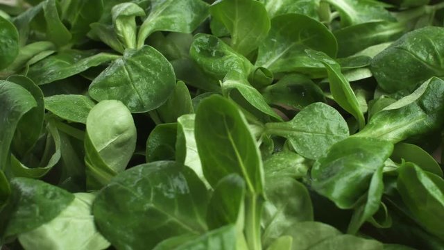 Fresh vegetables.Mache, lamb s lettuce salad