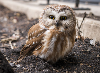 Burrowing Owl