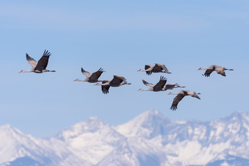 Migrating Greater Sandhill Cranes in Monte Vista, Colorado © Gary