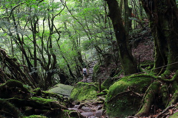 Young female hiker walking surrounded by ancient cedar trees in Shiratani Unsuikyo Ravinepark, one of the Yakushima island Natural recreation forests, Japan