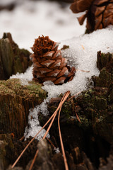 Pine Cone on snowy Stump 3