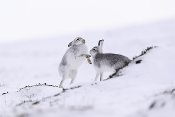 Boxing mountain hares.  White mountain hare sitting on snow in the cairngorms of Scotland. These are wild mountain hares and are native to the British Isles. © jamie
